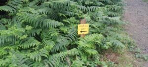 Sign that points to 'Foyles Way' in forest.