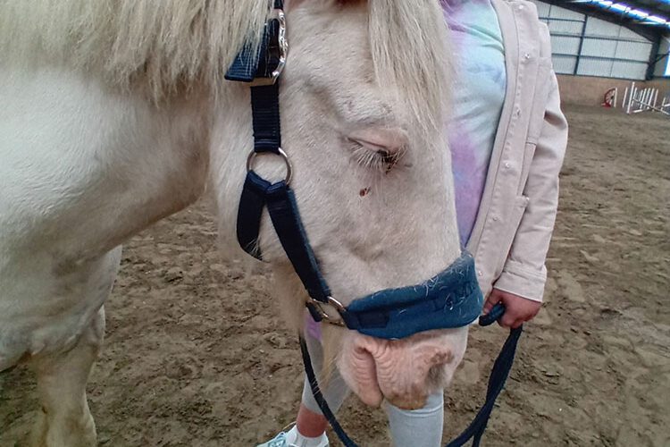 Small white horse is held by reigns of a young girl.