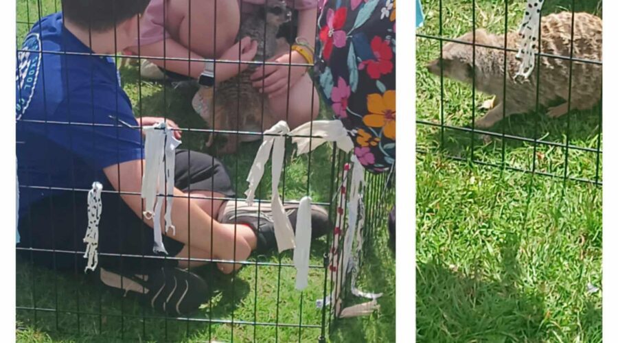 Collage of children playing with small animals in a pen.